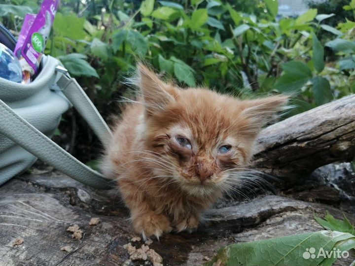 Котята ищут приют