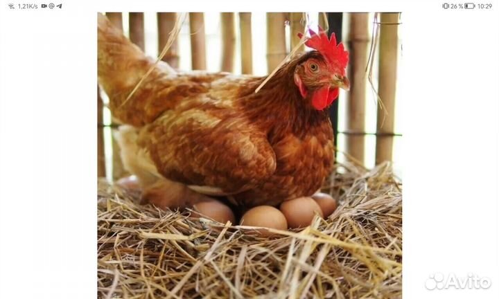 Куры несушки Ломан Браун
