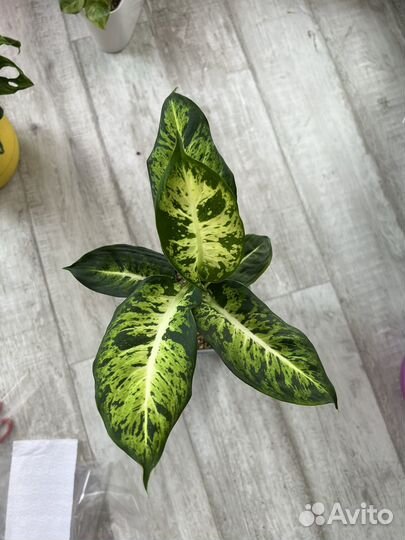 Диффенбахия Сублим