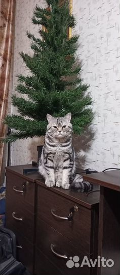 Кот британец вязка