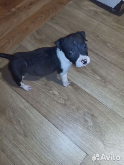 Амстафф девочка