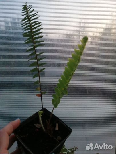Папоротник нефролепис