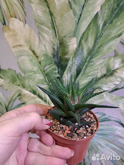 Комнатные неприхотливые растения