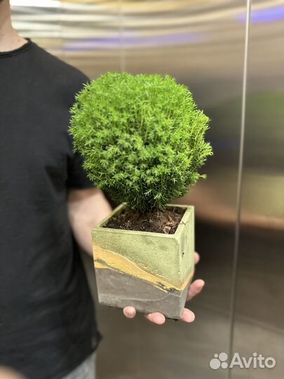 Туя шаровидная