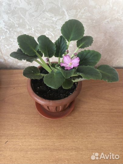 Сортовые фиалки, комнатные растения, цветы