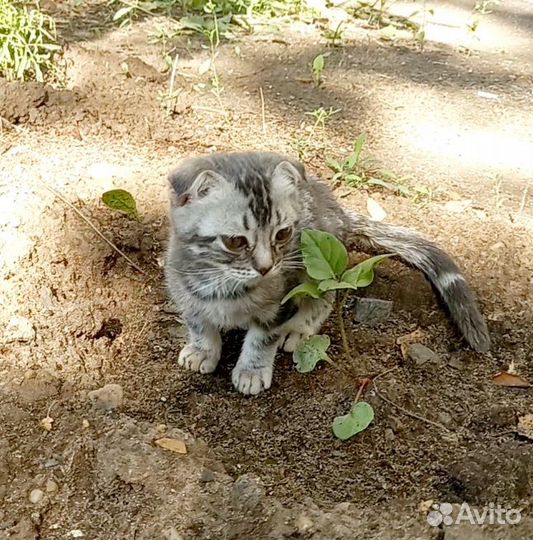 Котенок веслоухий в хорошие руки
