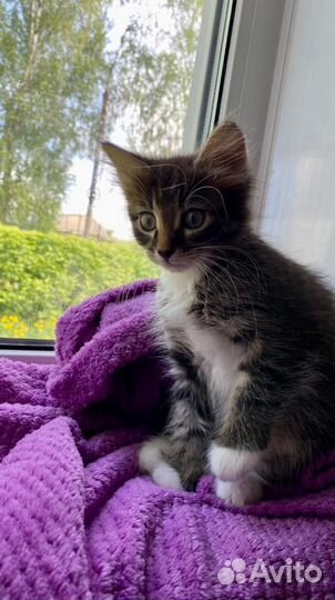 Котята в добрые руки мальчики