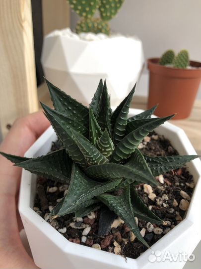 Эхеверия Хавортия Опунция суккуленты кактусы