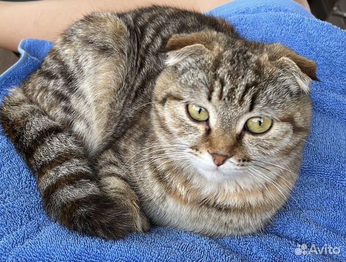 Шотландская вислоухая кошка бесплатно