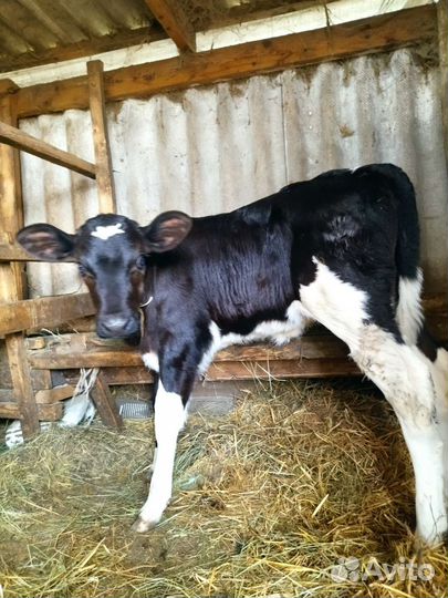 Телочка домашняя