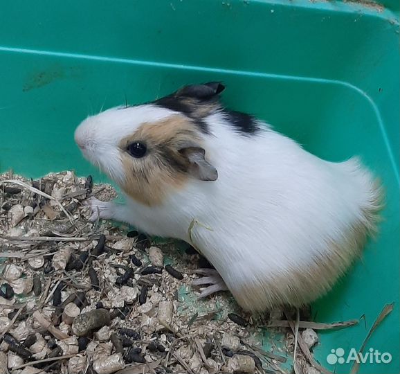 Морские свинки