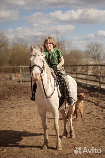 Щенки хаски