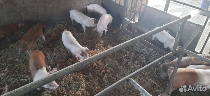 Поросята ландрас дюрок