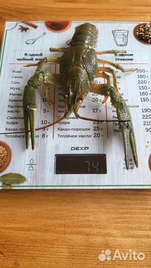 Раки живые
