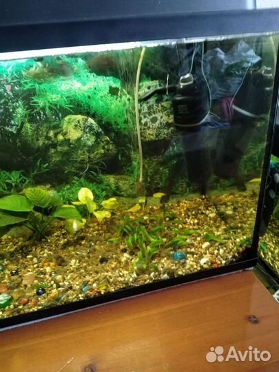 Аквариум 100 л. Рыбки озёрные Гольян, Карась