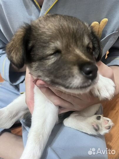 В добрые руки