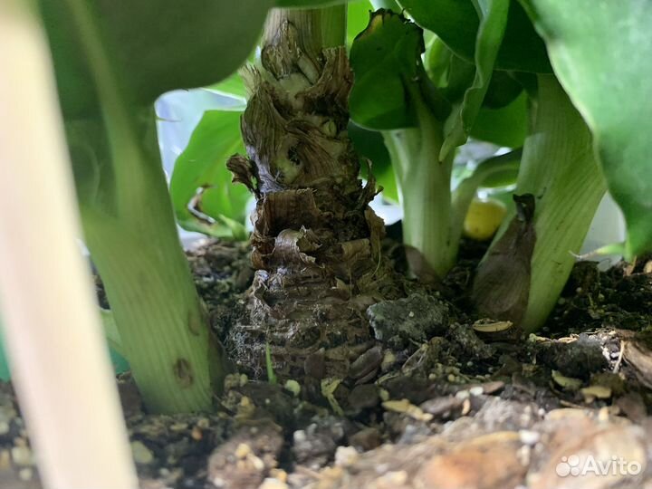 Комнатный банан киевский карлик