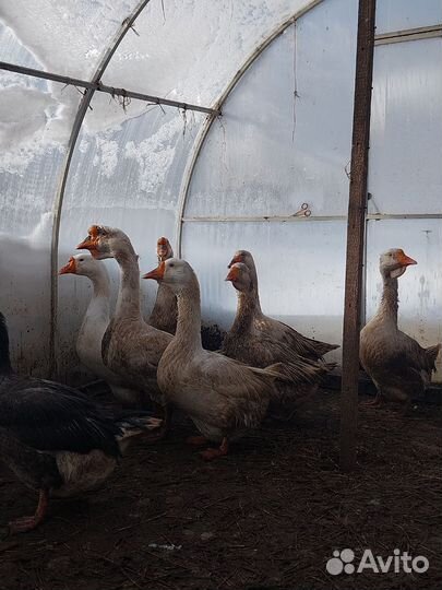 Гуси 2е семьи