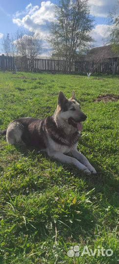 Вязка собак восточно-европейская овчарка