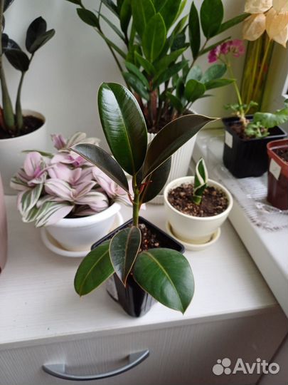 Фикус эластика Мелани