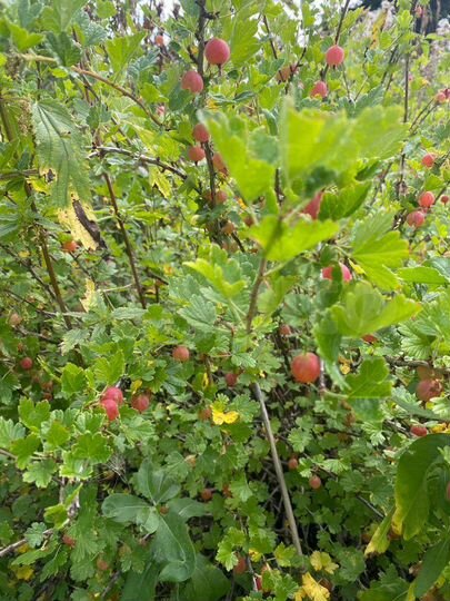 Дача 25 м² на участке 6 сот.