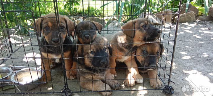 Собаки щенки таксы