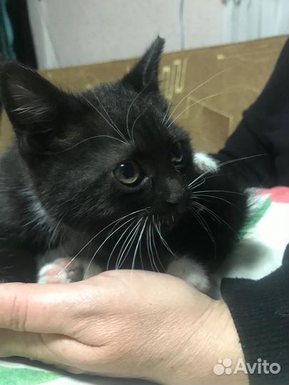 Кошка в дар бесплатно