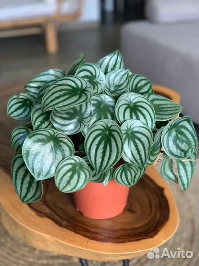 Пеперомия Россо,Лилиан,Серебр,Арбузная,Рэд Лог