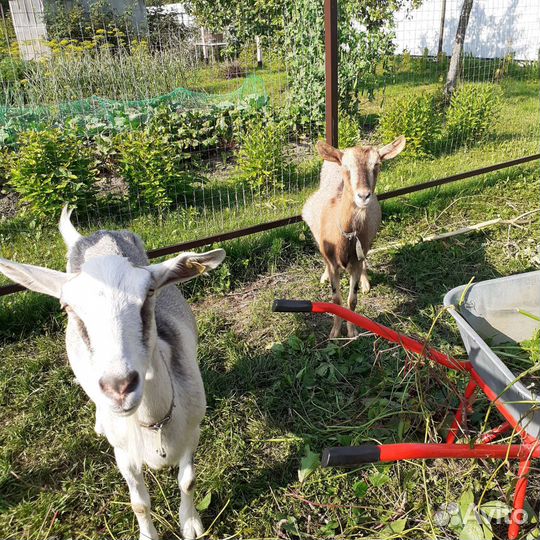 Козы дойные