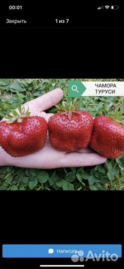 Рассада клубники