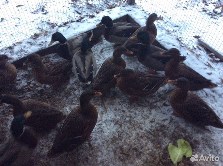 Подсадные утки