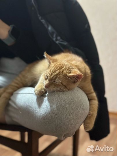 Отдам в добрые руки
