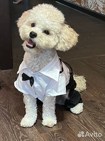 Костюм-смокинг для собак праздничный