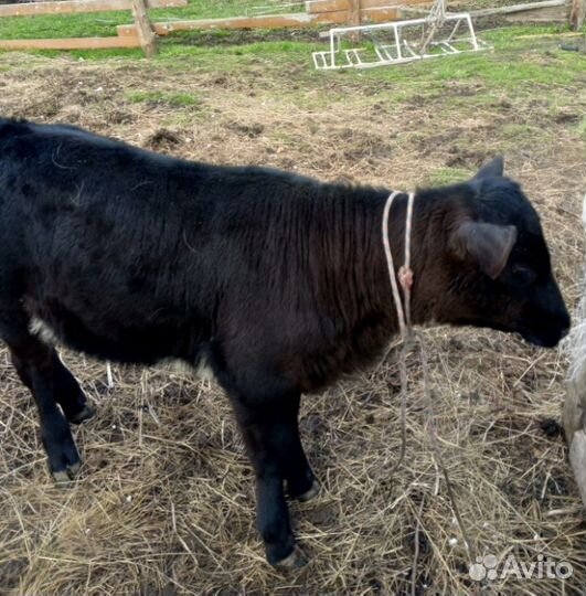 Телочка 2 месяца