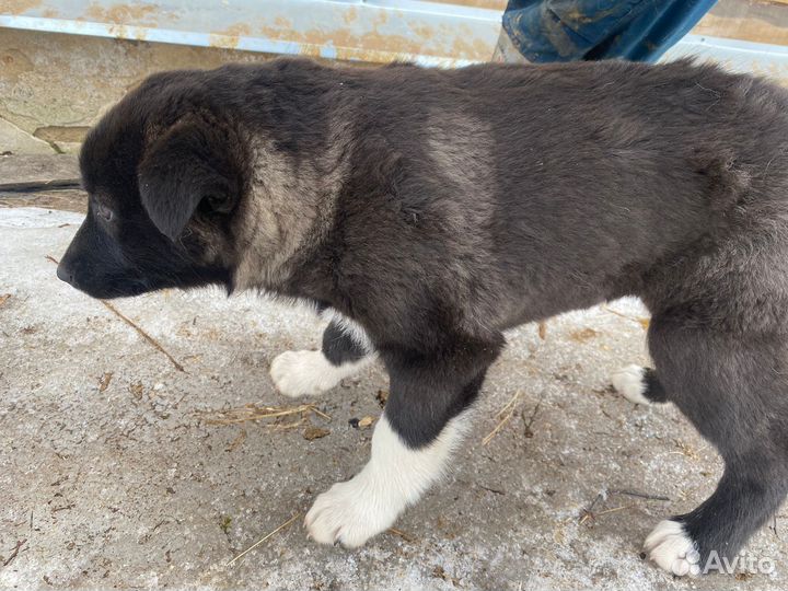 Западно сибирская лайка