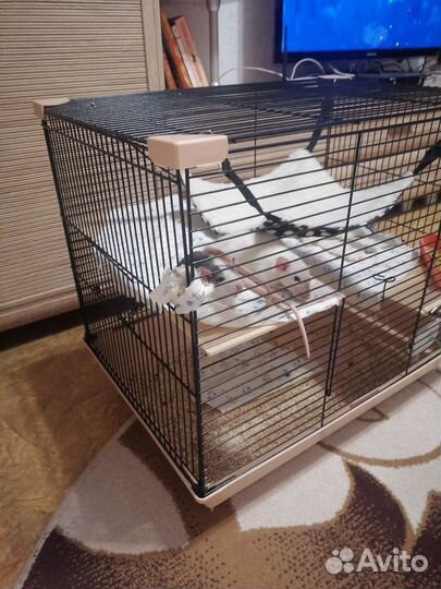 Крысы с клеткой