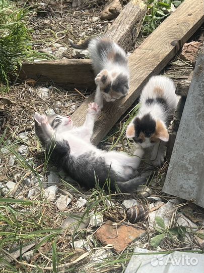 Котята бесплатно