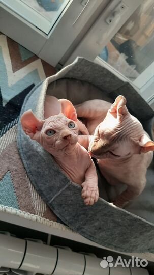 Канадский сфинкс эльф котенок