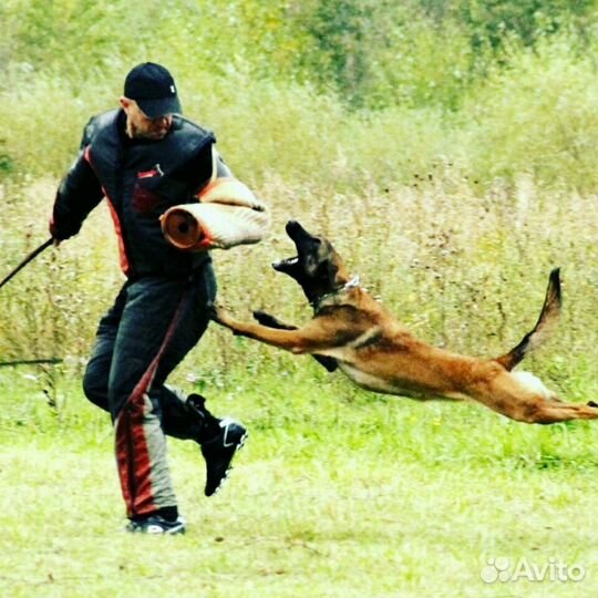 Услуги Кинолога. Дрессировка. Передержка