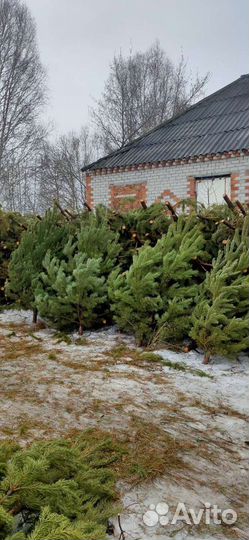 Елка. Сосна рождественская, новогодняя