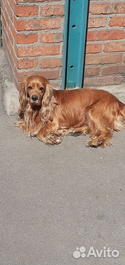 Вязка.Кокер спаниель