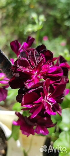 Пеларгония герань