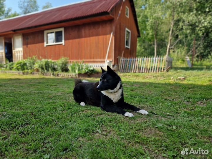 Кобель русско-европейской лайки (рел) для вязки