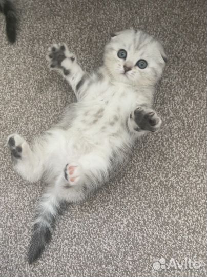 Шотландские котята клубные с документами и прививк