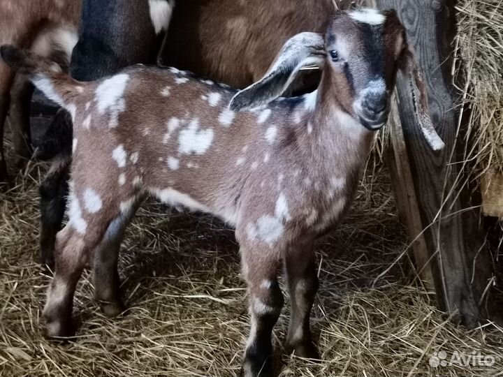 Англо нубийские козлята