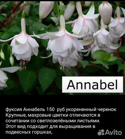 Фуксии