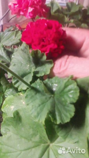 Продам цветы комнатные и садовые