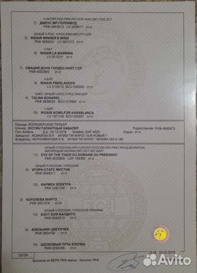 Йоркширский терьер