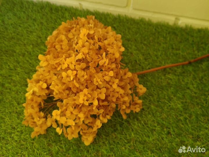 Стабилизированная гортензия