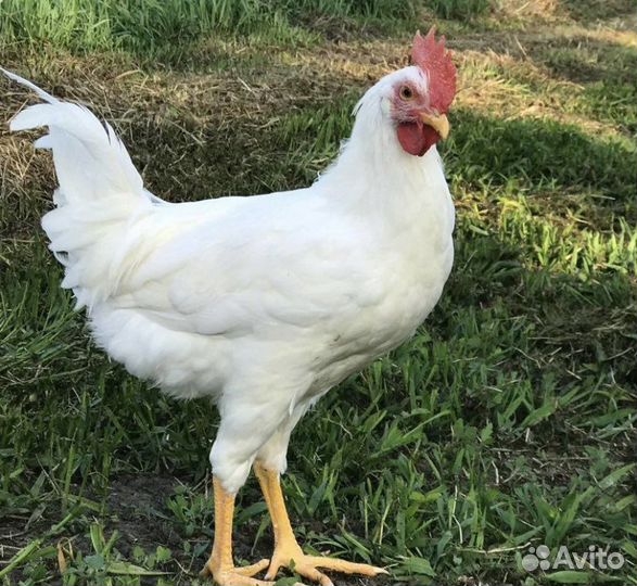 Белые Петухи